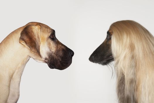 Great Dane and Afghan hound sitting face to face