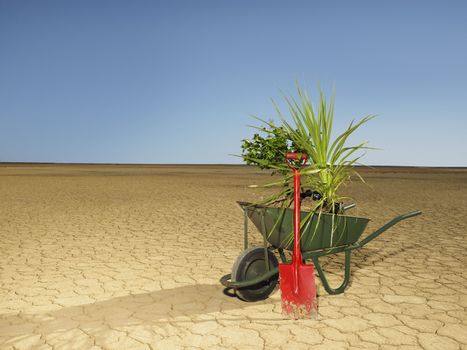 Wheelbarrow full of plants next to spade in desert
