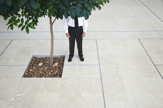 Businessman standing behind tree low section