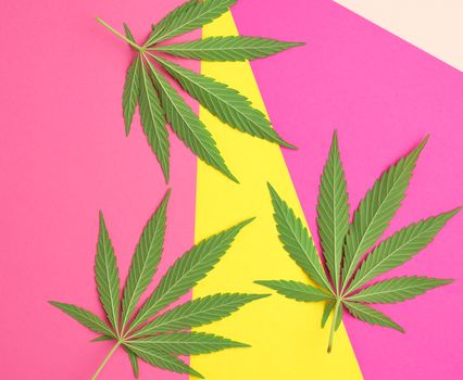 green hemp leaves on a pink-yellow background