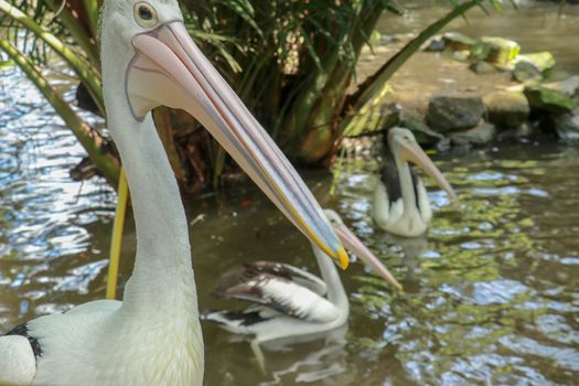 beautiful pelican on the seaside. The large water bird have a rest in a sunny summer day