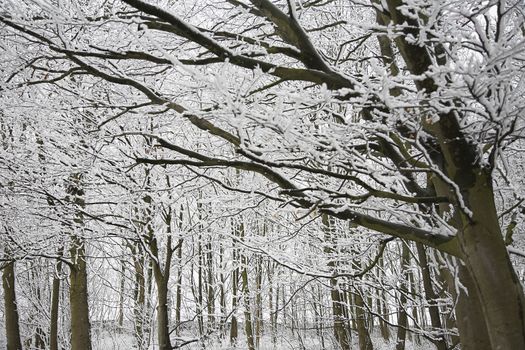 Snow covered beech forest