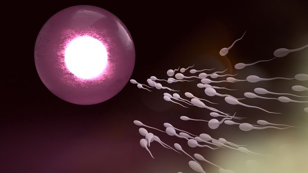 Sperm and ovary for sci content 3d rendering.