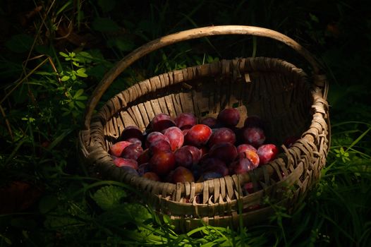 Old Basket with Plums