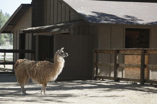 Portrait of Llama walking in pen