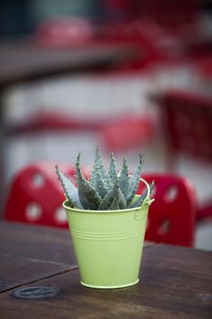 Close-up of succulent plant on wooden table