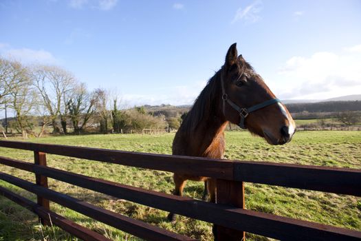 Horse behind fence looking at camera