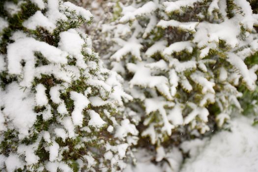 Close-up view of tree branches covered in snow