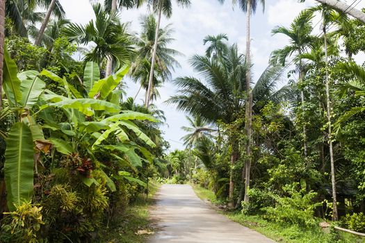 Unpaved road along trees; Koh Pha Ngan; Thailand