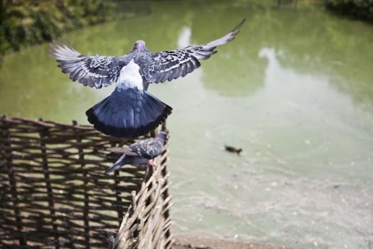 Rear view of pigeon flying above pond