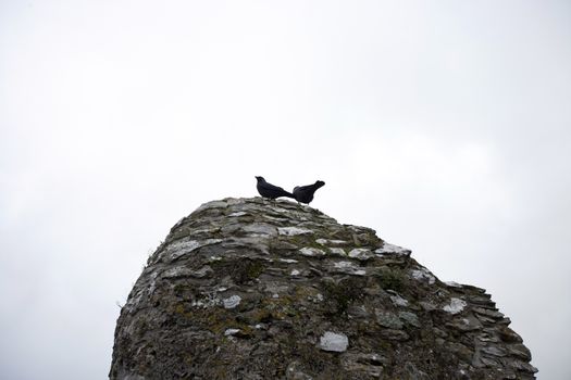 Crows atop Blarney Castle, County Cork, Ireland