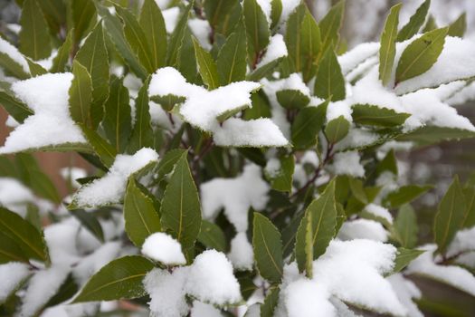 Close up of leaves covered in snow