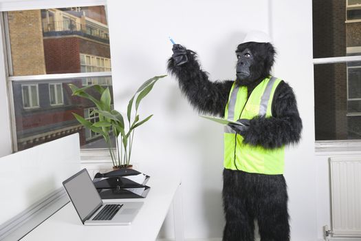 Young male engineer in gorilla costume and safety wear pointing towards window