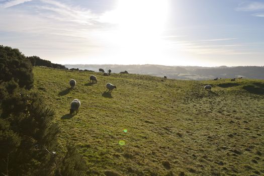 Sheep grazing with sun flare, County Meath, Ireland