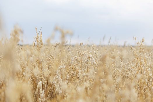 Selective focus of crops growing on farmland against sky
