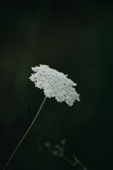 Minimalistic and white flower in the forest