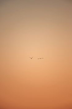 A minimalistic shot of two seagulls flying during the sunset
