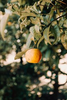 Single orange fruit hanging from the tree
