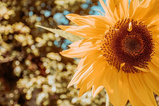 An horizontal shot of a bright sunflower during summer