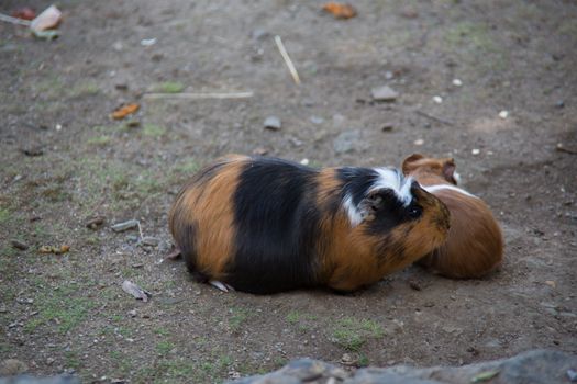 brown white guinea pigs as pets