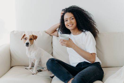 Beautiful woman with Afro haircut, drinks coffee, poses in living room at sofa with pedigree dog, wears white t shirt and jeans, enjoys coziness and comfort at home. People, animals, lifestyle