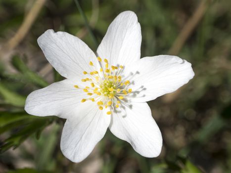 close up macro of beautiful perfect white wood anemone flower, Anemone nemorosa, selective focus, bokeh, spring floral background