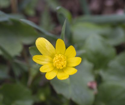 single close up yellow marsh marigold spring flower selective focus, blurry soft background