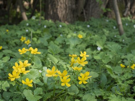 blooming yellow marsh marigolds, bokeh background with forest tree and green ferns, spring afternoon