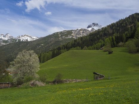 Green spring meadow with haylofts and blooming flowers and trees, forest and snow covered mountain peak in Stubai valley, blue sky clouds. Neustift im Stubaital Tyrol, Austrian Alps