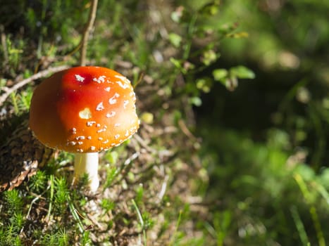 Close up toadstool mushroom, Amanita muscaria in golden light, selective focus