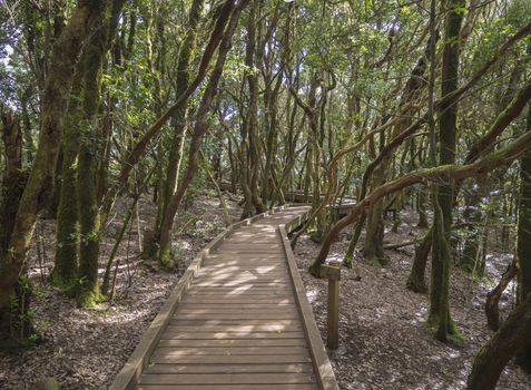 wooden board footpath on Sendero de los Sentidos path od the senses in mystery primary Laurel forest Laurisilva rainforest with old green mossed tree and in anaga mountain, tenerife  canary island spain