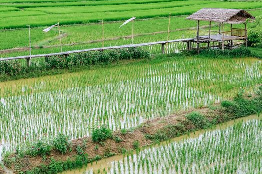 green Rice field at Nan Province,Thailand