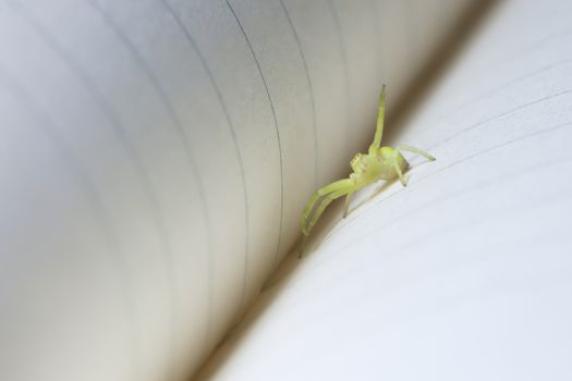 Yellow sac spider waves at camera from crease in notebook