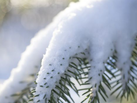 close up fir or spruce tree branch covered by snow, gllowing on sun, selective focus.