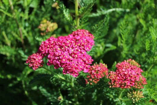 pink blossoming yarrow in the garden