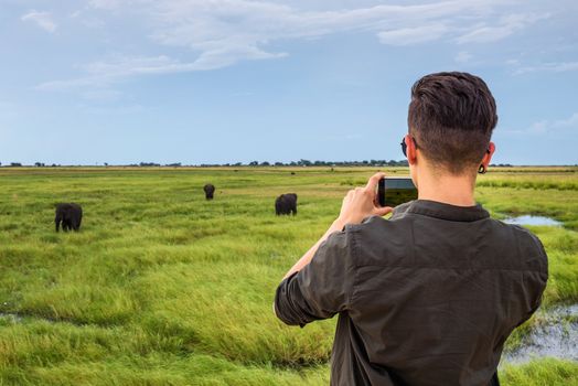 Tourist watches and films a herd of elephants with a smartphone in Chobe National Park, Botswana.