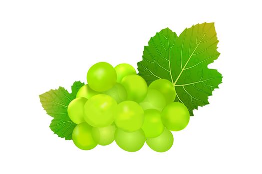 Grapes isolated on white background. Wine grapes icon.