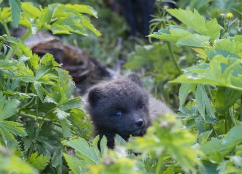 Close up cute cub of an arctic fox (Alopex lagopus beringensis) curiously looking from bright green grass with flowers, summer in nature reserve in Hornstrandir , westfjords, Iceland, Selective focus on fox face