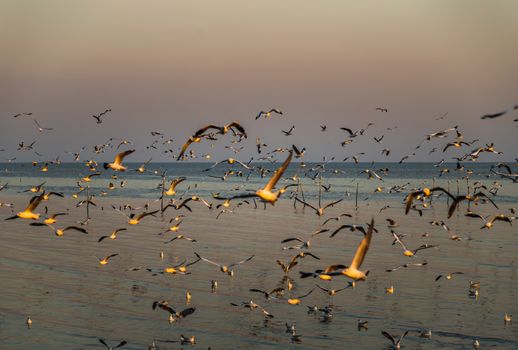 Group of seagulls flying at sunset during low tide at Bang Pu se