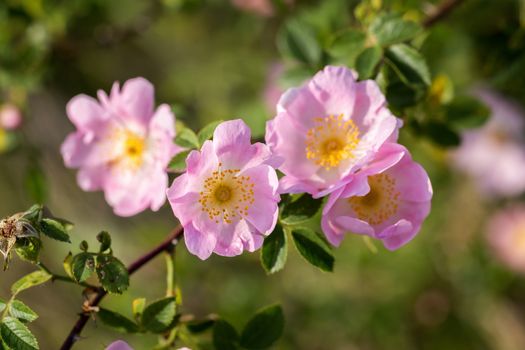 Beautiful blooming wild rose bush (dog rose, Rosa canina)