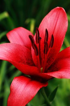 Red Lily In Garden