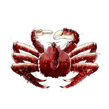King Crab, watercolor isolated illustration of a crustacean.