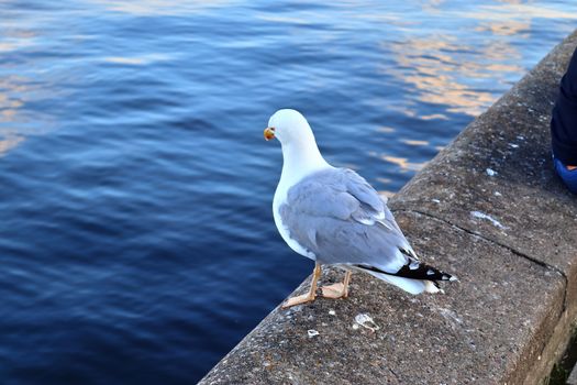 Hungry sea gull at a quay wall of the port in Kiel Germany.