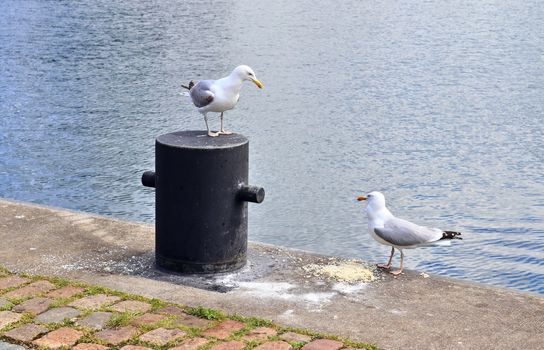 Hungry sea gull at a quay wall of the port in Kiel Germany.