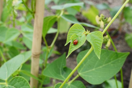 Harlequin ladybird on the leaf of a runner bean vine 