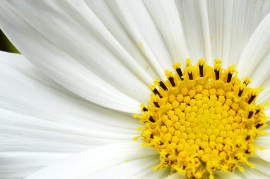 Delicate white cosmos flower with yellow stamen