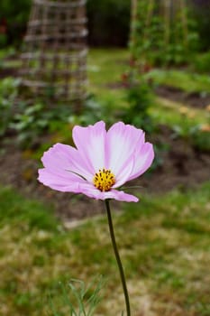Single Cosmos Peppermint Rock flower with pink and white petals, growing in an allotment garden