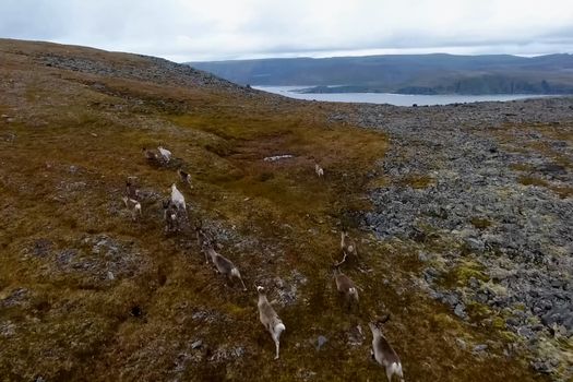 Reindeer run through hills of the tundra. Natural reindeer herds.