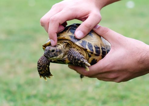 A tortoise in hands against green grass