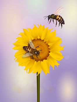 pollination of bees on sunflower